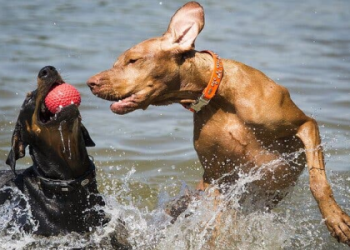 Solve the Word with Good or Blood NYT Crossword Puzzle Clue