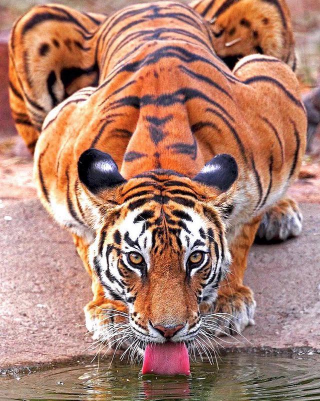 My Tiger is Sweating Heavily: Is This Normal and When to Worry