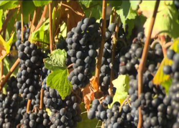 Grapevine item crossword help: Find the answer you need to keep the game going now.