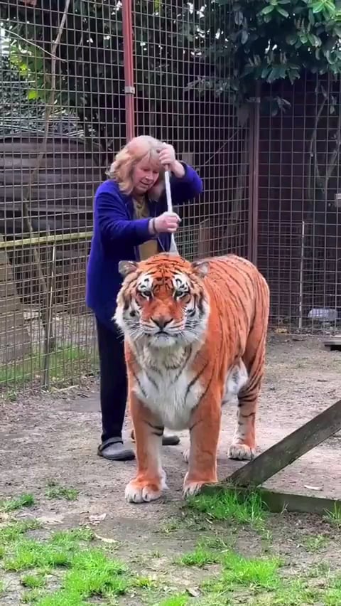My Tiger is Sweating Heavily: Is This Normal and When to Worry