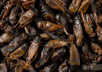 MLB The Show 24 Bugs: Quick Fixes and Workarounds