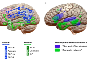 Mertens Prediction: Easy Guide to Get Accurate Results?