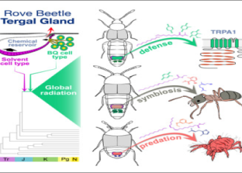 Get Started with davids tiger express! (step by step delivery)