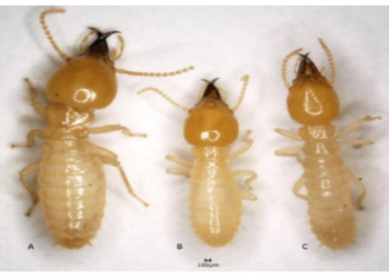 Who wins the lukas klein vs quentin halys prediction? Check out our expert analysis and betting tips here.